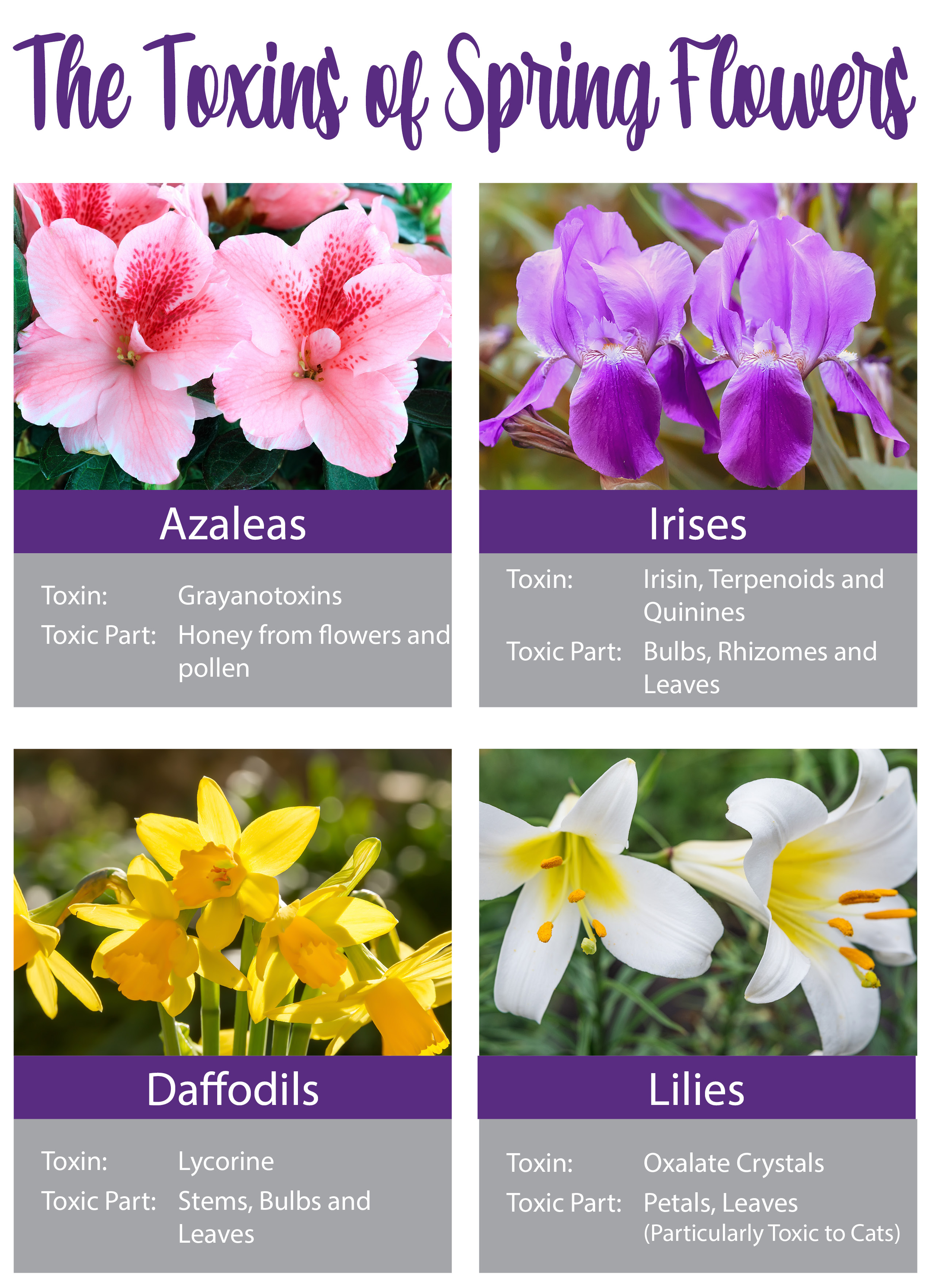 Toxins of Spring Flowers
